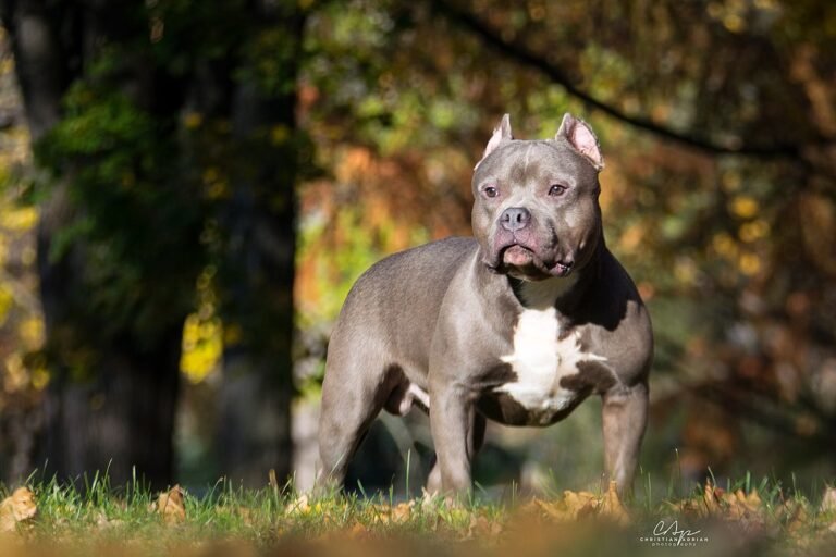 Dónde puedo encontrar American Bully Pocket en Chile 3 Dónde puedo encontrar American Bully Pocket en Chile