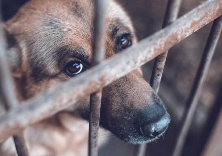 Dónde puedo llamar para denunciar maltrato animal en Chile 4 Dónde puedo llamar para denunciar maltrato animal en Chile