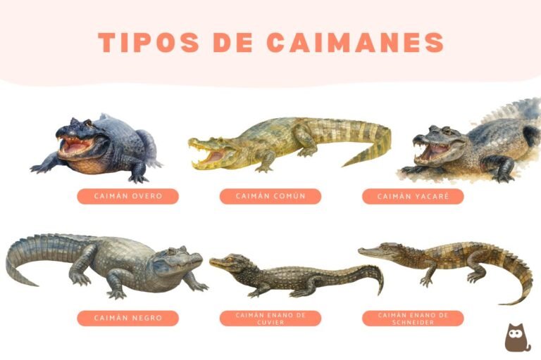 Dónde comprar una gata hidráulica tipo caimán y cuáles son sus ventajas 7 Dónde comprar una gata hidráulica tipo caimán y cuáles son sus ventajas