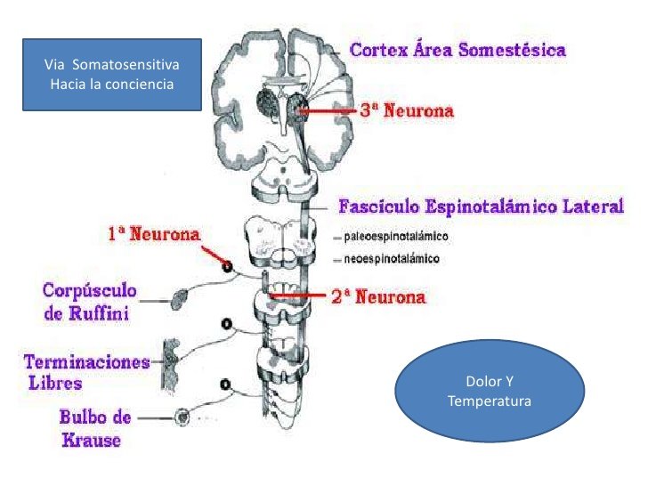 Por qué un vehículo emerge sorpresivamente desde una vía lateral 5 Por qué un vehículo emerge sorpresivamente desde una vía lateral